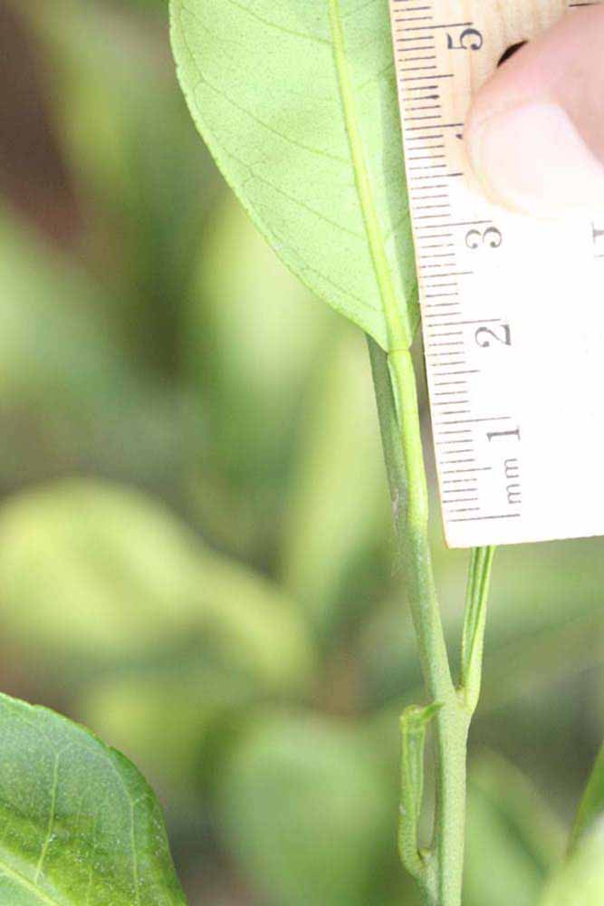              Petiole (Riverside, CA)       